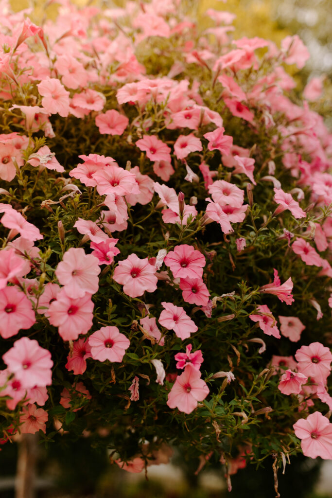 Sleepy Ridge Wedding in Orem Utah, Utah Wedding Photographer, Sleepy Ridge Weddings